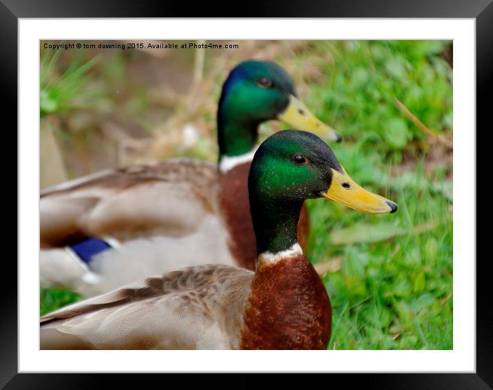  Mallard Duo Framed Mounted Print by tom downing