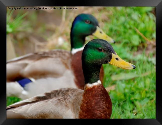  Mallard Duo Framed Print by tom downing