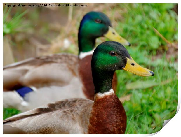  Mallard Duo Print by tom downing