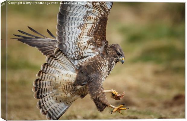 Buzzard leap  Canvas Print by Izzy Standbridge