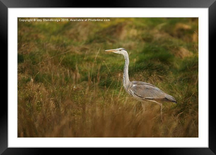  Heron in the grasses  Framed Mounted Print by Izzy Standbridge