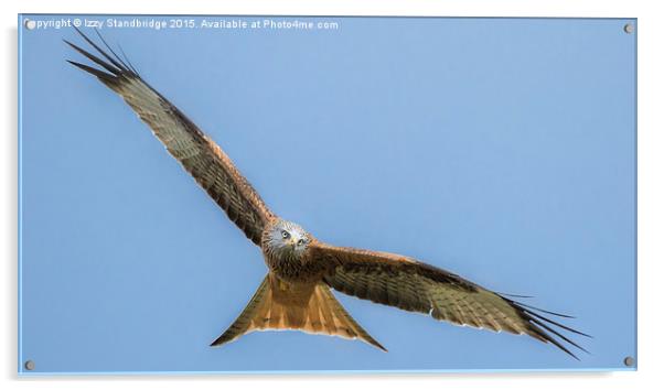  Red kite in flight Acrylic by Izzy Standbridge