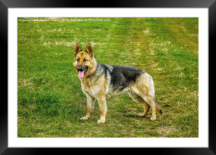 German shepherd dog Framed Mounted Print by Dragomir Nikolov