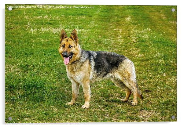 German shepherd dog Acrylic by Dragomir Nikolov