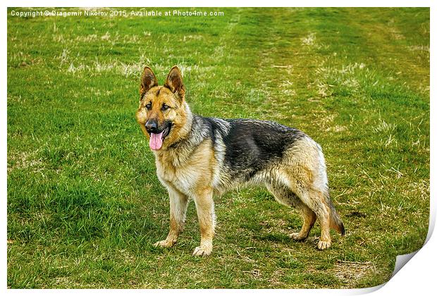 German shepherd dog Print by Dragomir Nikolov