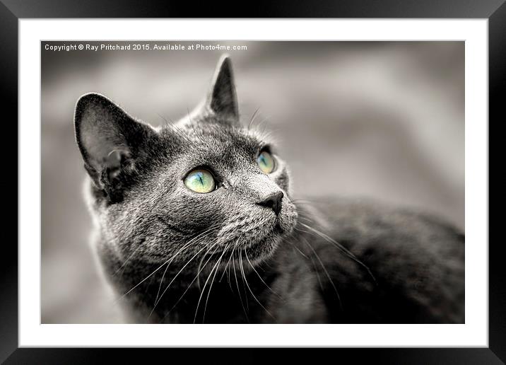 Cat Looking Up Framed Mounted Print by Ray Pritchard