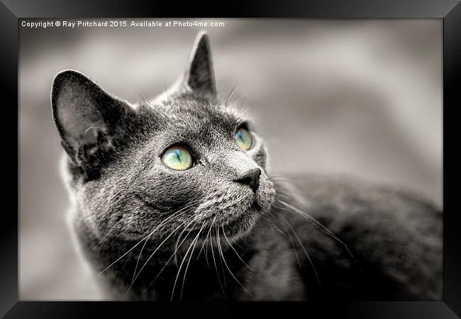 Cat Looking Up Framed Print by Ray Pritchard