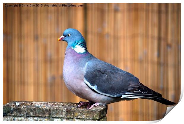 Woodpigeon Print by Chris Day