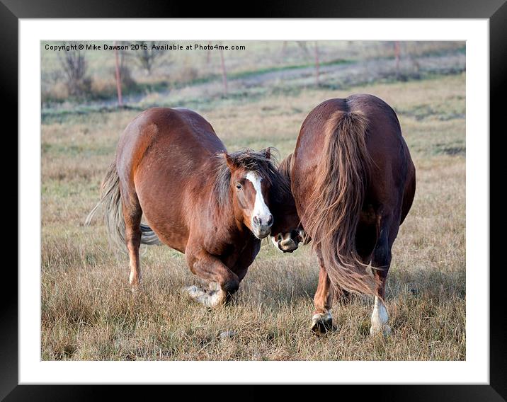 Horseplay Framed Mounted Print by Mike Dawson