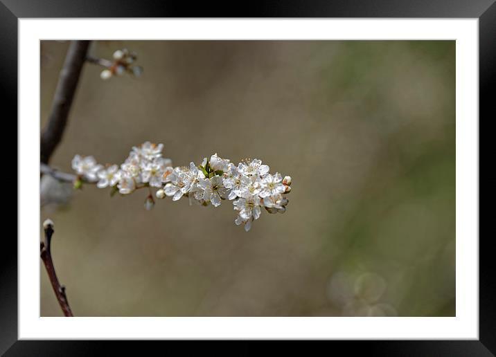 Plum blossom provocative Framed Mounted Print by Adrian Bud