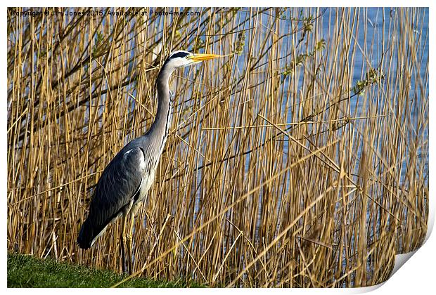  Grey Heron amongst the reeds Print by Jim Jones