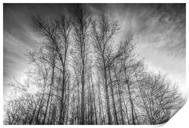 Monochrome Sunset Trees Print by David Pyatt