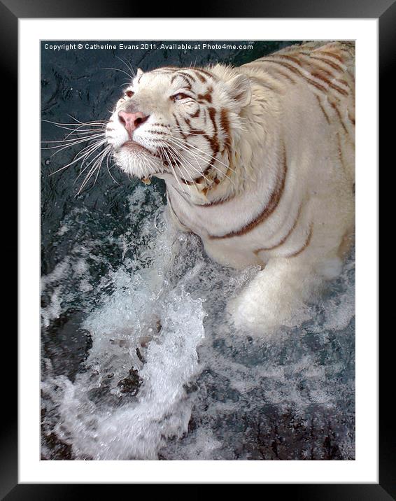 White Tiger Splash! Framed Mounted Print by Catherine Fowler
