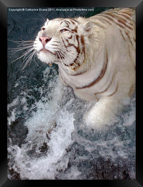 White Tiger Splash! Framed Print by Catherine Fowler