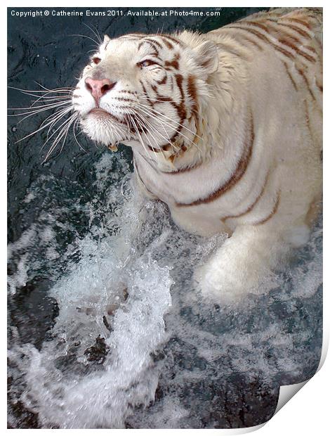 White Tiger Splash! Print by Catherine Fowler