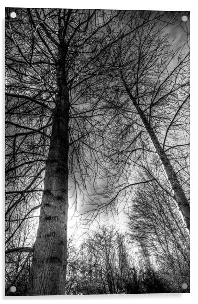 Majestic Trees Acrylic by David Pyatt