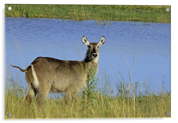  Female Waterbuck Acrylic by Tony Murtagh