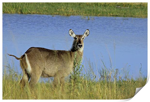  Female Waterbuck Print by Tony Murtagh