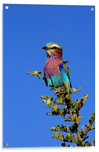  Lilac Breasted Roller Acrylic by Tony Murtagh