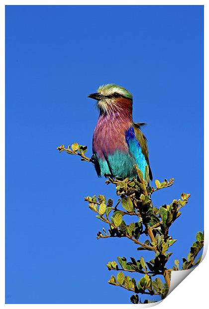 Lilac Breasted Roller Print by Tony Murtagh
