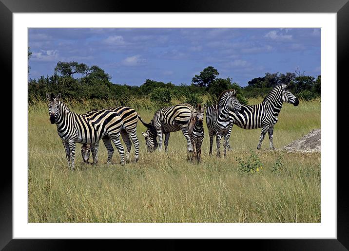  Zebra Group Framed Mounted Print by Tony Murtagh