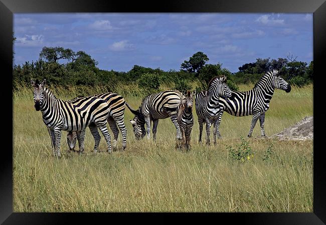  Zebra Group Framed Print by Tony Murtagh