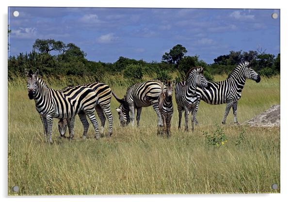  Zebra Group Acrylic by Tony Murtagh