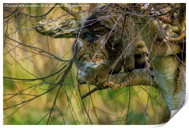  Scottish Wildcat Print by Brett watson