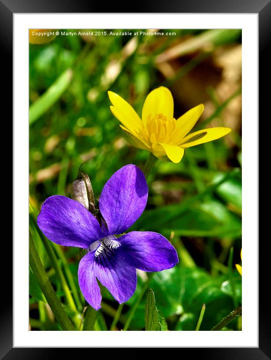  Wild Violet and Celandine - signs of Spring Framed Mounted Print by Martyn Arnold