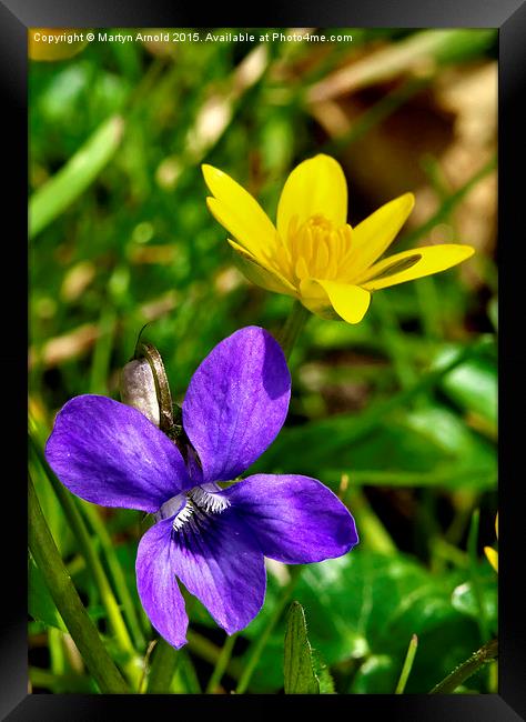  Wild Violet and Celandine - signs of Spring Framed Print by Martyn Arnold