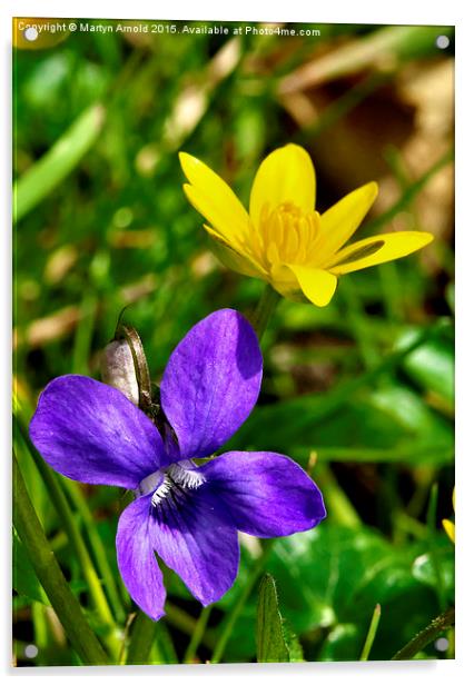  Wild Violet and Celandine - signs of Spring Acrylic by Martyn Arnold