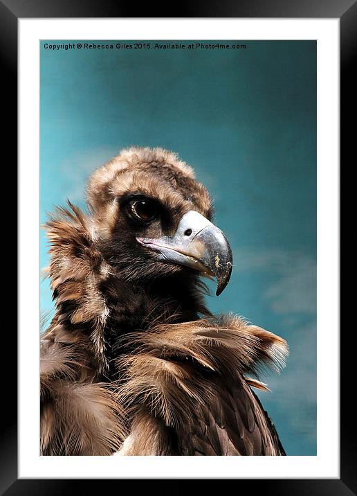  Cinereous Vulture Head shot Framed Mounted Print by Rebecca Giles