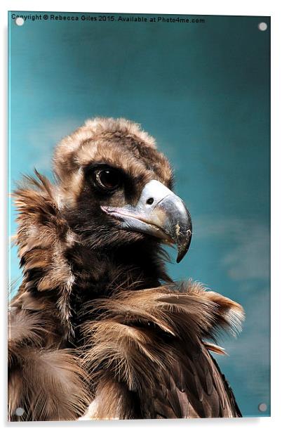  Cinereous Vulture Head shot Acrylic by Rebecca Giles
