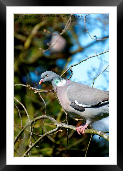  Woodpigeon Framed Mounted Print by tom downing