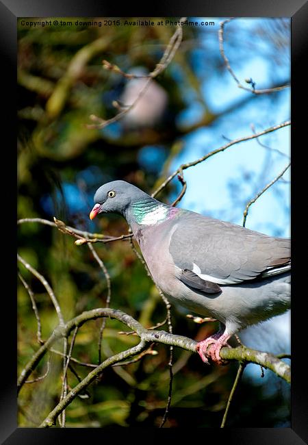  Woodpigeon Framed Print by tom downing
