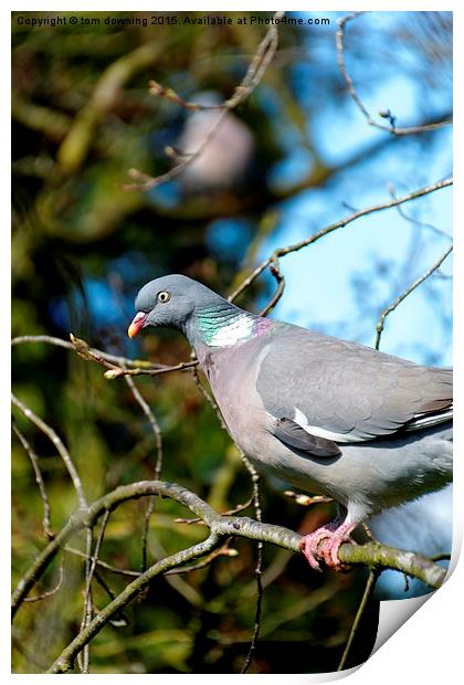  Woodpigeon Print by tom downing