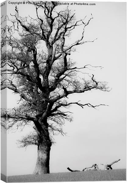  Tree Canvas Print by Phil Wareham
