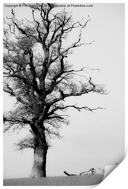  Tree Print by Phil Wareham