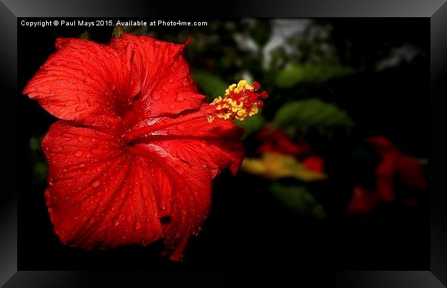  Hibiscus Framed Print by Paul Mays