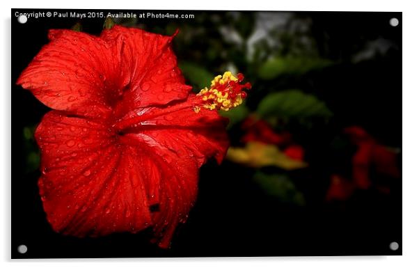  Hibiscus Acrylic by Paul Mays