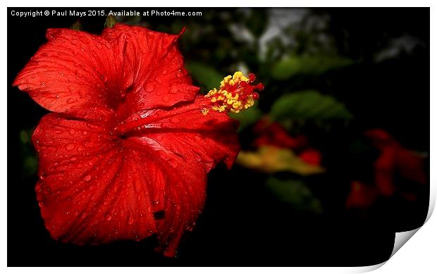  Hibiscus Print by Paul Mays