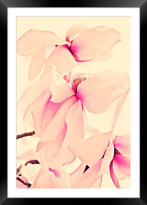 Pink Beauty  Framed Mounted Print by Dawn Cox
