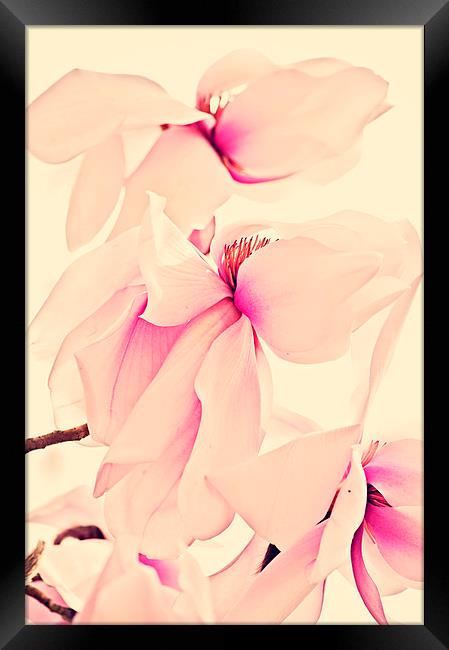 Pink Beauty  Framed Print by Dawn Cox
