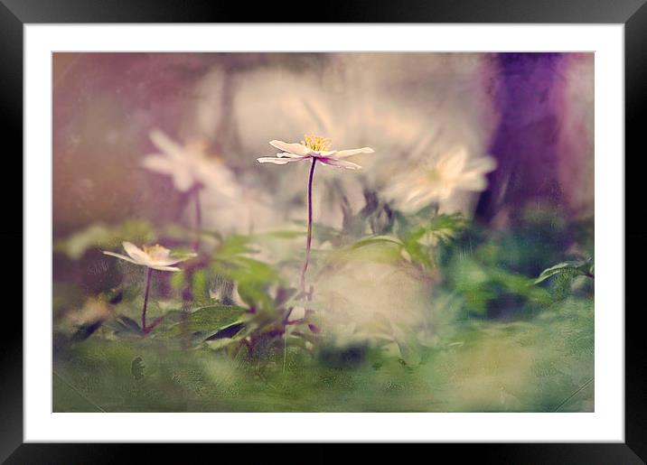  Wood Anemones Framed Mounted Print by Dawn Cox
