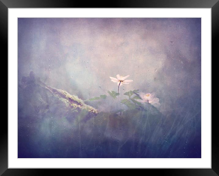  Fragility of flowers Framed Mounted Print by Dawn Cox