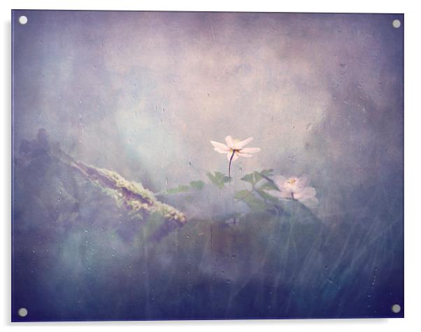  Fragility of flowers Acrylic by Dawn Cox
