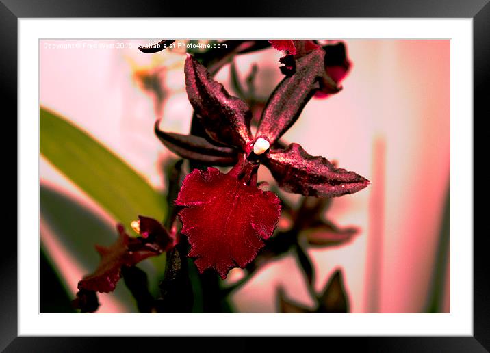  Bright Red Orchid Framed Mounted Print by Fred West