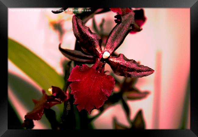  Bright Red Orchid Framed Print by Fred West