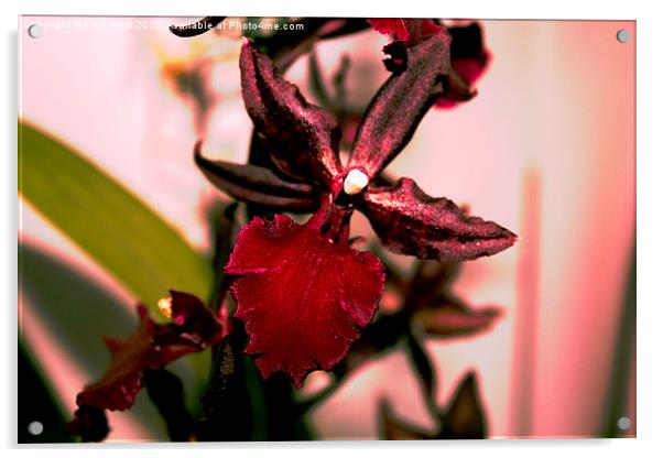  Bright Red Orchid Acrylic by Fred West