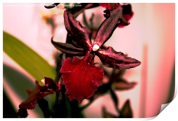 Bright Red Orchid Print by Fred West